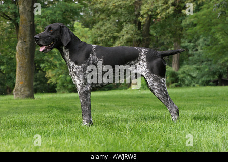 German Shorthaired Pointer - standing on meadow Stock Photo