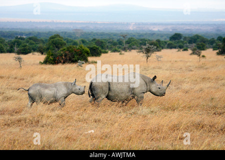 black rhinoceros with cub / Diceros bicornis Stock Photo