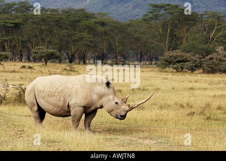 White Rhinoceros, Square-lipped Rhinoceros (Ceratotherium simum). Adult standing in savannah Stock Photo