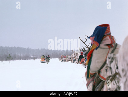 Finland, saamis with reindeer sleds in line, rear view Stock Photo