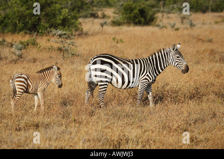 Grant's zebra with cub / Equus quagga boehmi Stock Photo