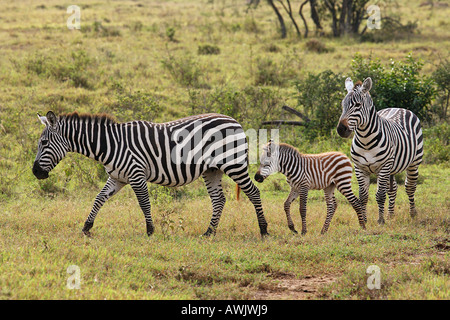 Grant's zebra with cubs / Equus quagga boehmi Stock Photo