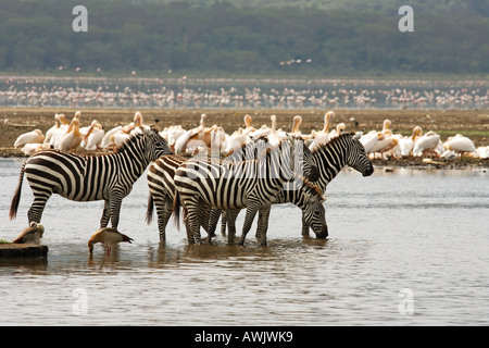 Grant's zebras - in water / Equus quagga boehmi Stock Photo