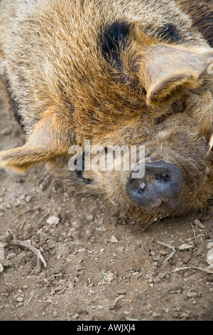 A hairy pig lying in mud Stock Photo