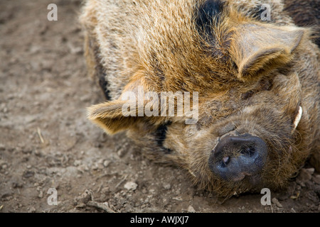 A hairy pig lying in mud Stock Photo