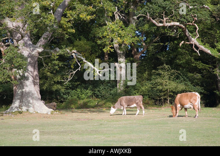 Cows grazing around oak trees in the New Forest. Stock Photo