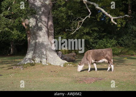 Cows grazing around oak trees in the New Forest. Stock Photo