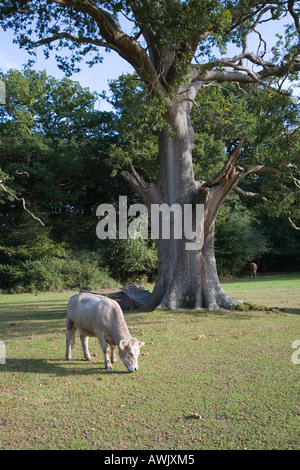 Cows grazing around oak trees in the New Forest. Stock Photo