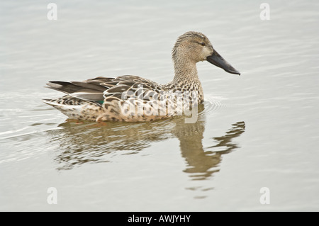 Northern Shoveler Anas clypeata female swimming in Titchwell Norfolk East Anglia England March Stock Photo