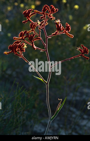 Red Kangaroo Paw (Anigozanthos rufus) flowers backlit Fitzgerald River National Park Western Australia, October Stock Photo