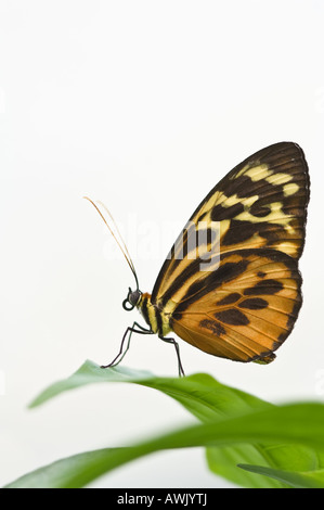Harmonia Tiger (Tithorea harmonia) photographed at the Butterfly Farm Sacha Lodge Amazon Region Ecuador South America Stock Photo