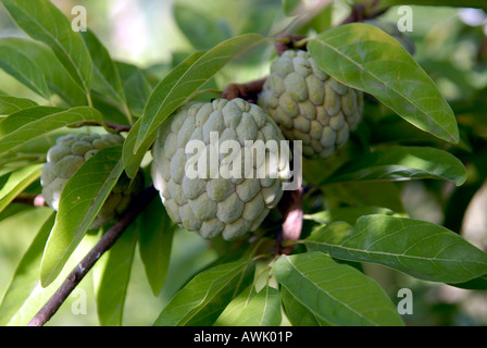 Custard apple on a branch (anona cherimola, sweetsop, cherimoya, squamosa) Stock Photo