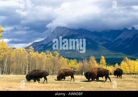Four American bison (Bison bison) walking in field, Jasper National Park, Alberta, Canada Stock Photo