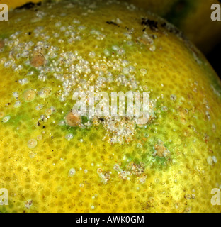 Yellow scale insect Aonidiella citrina on the surfacve of lemon fruit ...