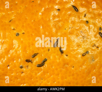San Hose scale Lepidosaphes beckii on the surface of an orange fruit Stock Photo