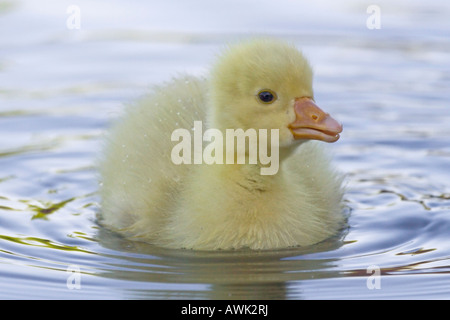 Young gosling floating on pond. Verulamium Park, St Albans, UK Stock Photo