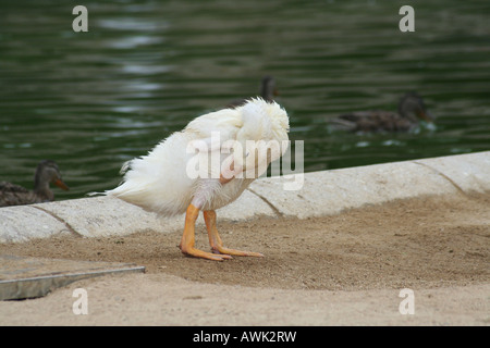 duckling Stock Photo