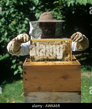 Beekeeping removing a honey comb from a National beehive Stock Photo