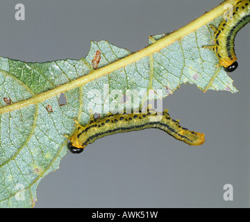 Lesser willow sawfly Nematus pavidus larva on damaged willow leaf Stock Photo