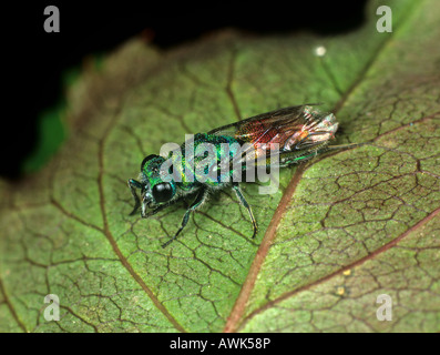 Ruby tailed wasp Chrysis ignita adult brightly coloured wasp Stock Photo