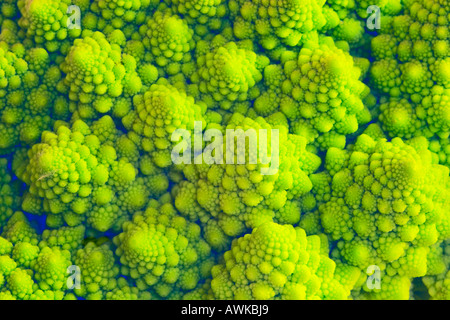 Romanesco broccoli cauliflower illustrating fractal shapes in nature