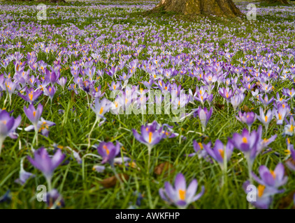 crocuses in a meadow in Spring Stock Photo