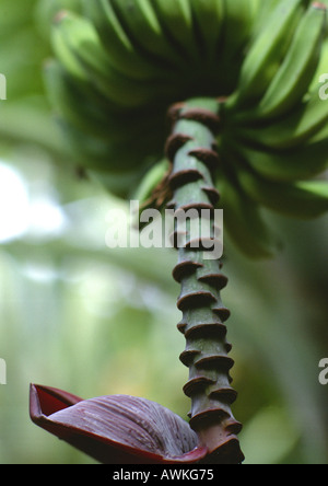 Banana tree, close-up Stock Photo