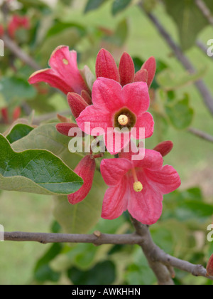 Dwarf kurrajong (Brachychiton bidwillii) Stock Photo