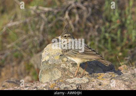 Crested Lark Galerida cristata perched on rocks near nest site in Lesvos, Greece in April.