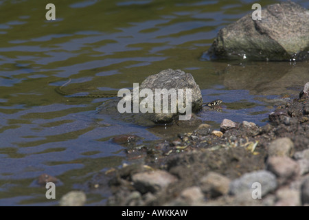 Dice Snake Natrix tessellata swimming in cattle drinking pool in mountain region of Lesvos, Greece in April. Stock Photo