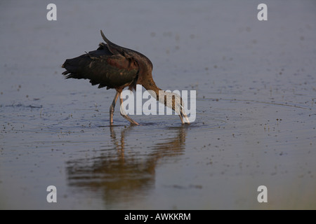 Glossy Ibis Plegadis falcinellus juvenile feeding in flooded marsh in Lesvos, Greece in April. Stock Photo