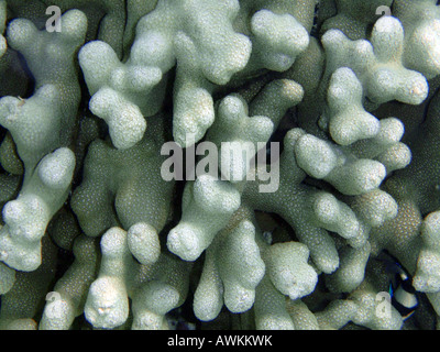 Close-up of Hard Stony Coral - Porites [Bandos Island Reef, Kaafu Atoll, Maldives, Asia].                                      . Stock Photo