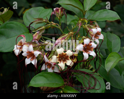 Corkscrew flower (Strophanthus preussii) Stock Photo