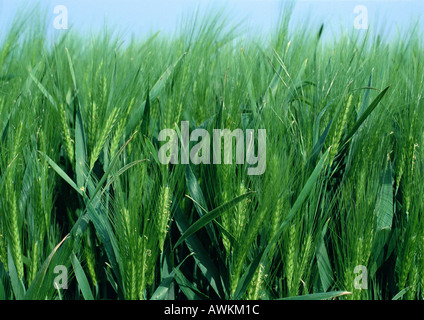 France, Picardy, barley in field, close-up Stock Photo