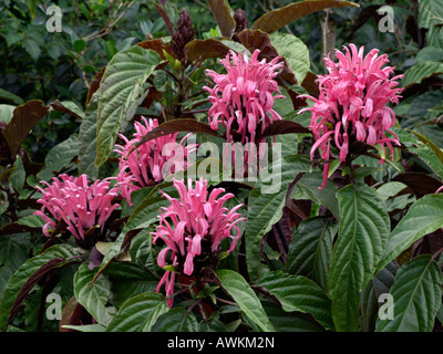 Brazilian plume flower (Justicia carnea syn. Jacobinia carnea) Stock Photo