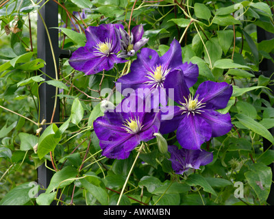 Italian clematis (Clematis viticella 'Lady Betty Balfour') Stock Photo
