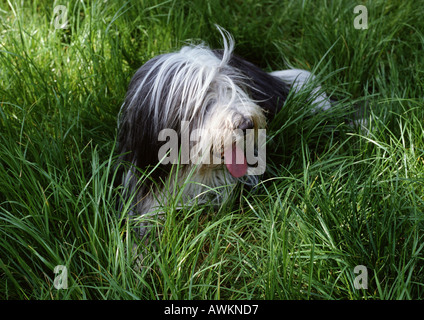 Bearded collie sitting in long grass with tongue out and eyes covered by hair Stock Photo