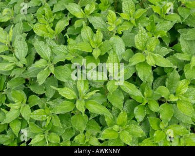 Pellitory-of-the-wall (Parietaria officinalis) Stock Photo