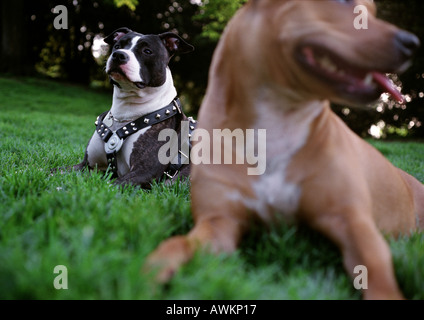 Two pit bull dogs sitting in grass Stock Photo