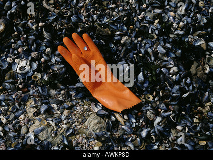 Rubber glove discarded on shell covered beach Stock Photo