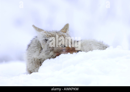 Stock photo of a coyote resting in snow. Stock Photo