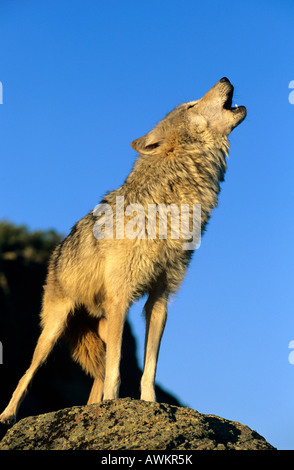Gray wolf Canis Lupus howling on ridge, Montana Stock Photo