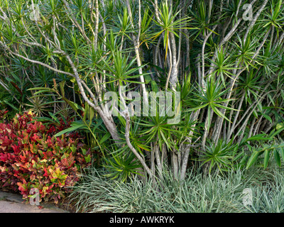 Madagascar dragon tree (Dracaena marginata) and croton (Codiaeum variegatum syn. Croton variegatus) Stock Photo