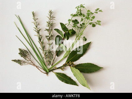 Various fresh herbs, white background Stock Photo
