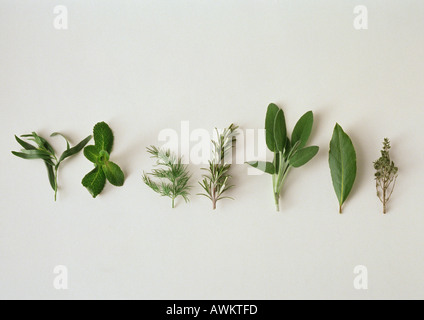 Various herbs, lined up horizontally, white background Stock Photo