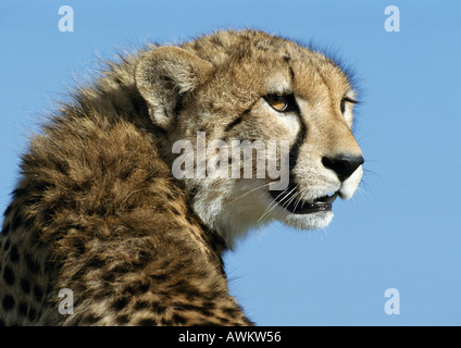 East African Cheetah (Acinonyx jubatus raineyii) hissing and flattening ears, head and shoulders Stock Photo