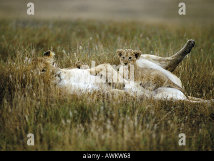 Africa, Tanzania, lion cub sitting on mother's belly (Panthera leo) Stock Photo