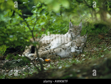 Pair of Eurasian Lynxes (Lynx lynx) lying on forest floor, Germany, full length, looking at camera Stock Photo