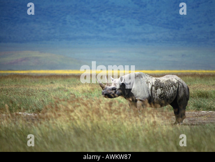 Black Rhinoceros (Diceros bicornis) standing in grassland, Tanzania, side view Stock Photo