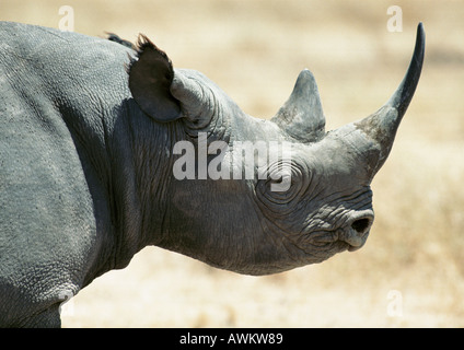 Black Rhinoceros (Diceros bicornis), Tanzania, head and shoulders, side view Stock Photo